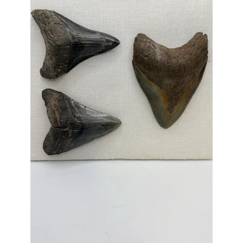 Set 3- Megalodon Teeth Mounted In Walnut 8x10 Shadow Box